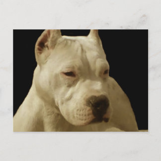 Postal de pitbull blanco