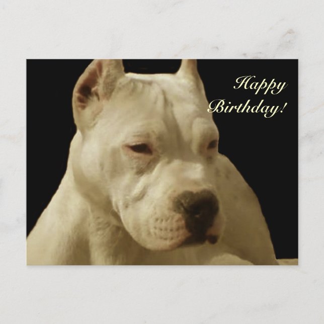 Postal de pitbull blanco feliz cumpleaños (Anverso)