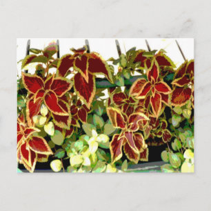 Postal de planta de Coleus