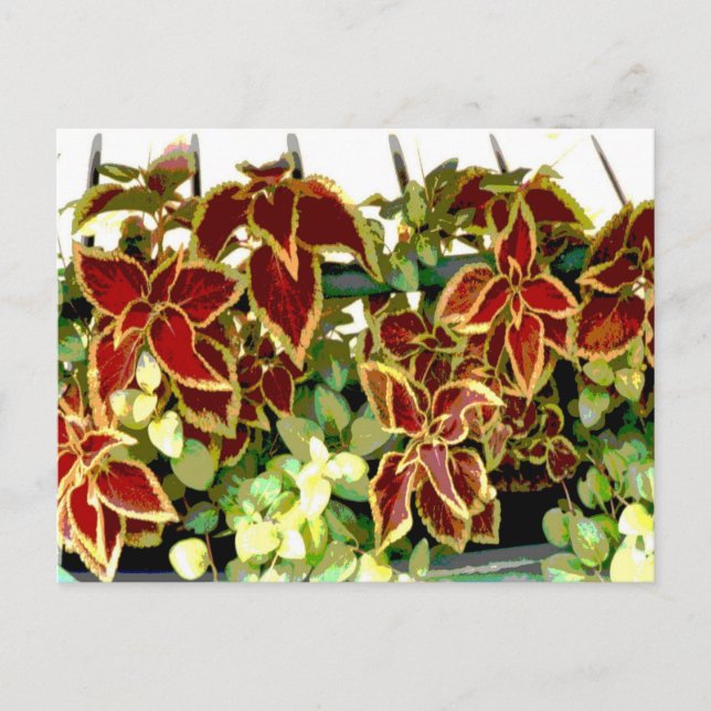 Postal de planta de Coleus (Anverso)
