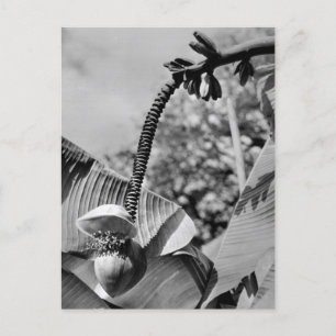 Postal de planta de cosecha