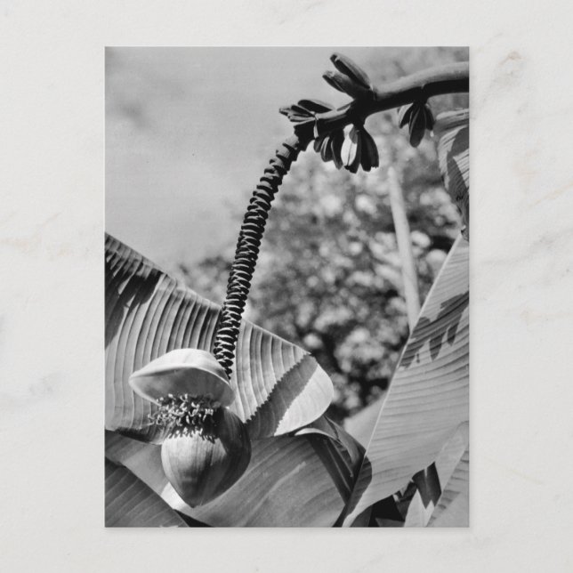 Postal de planta de cosecha (Anverso)