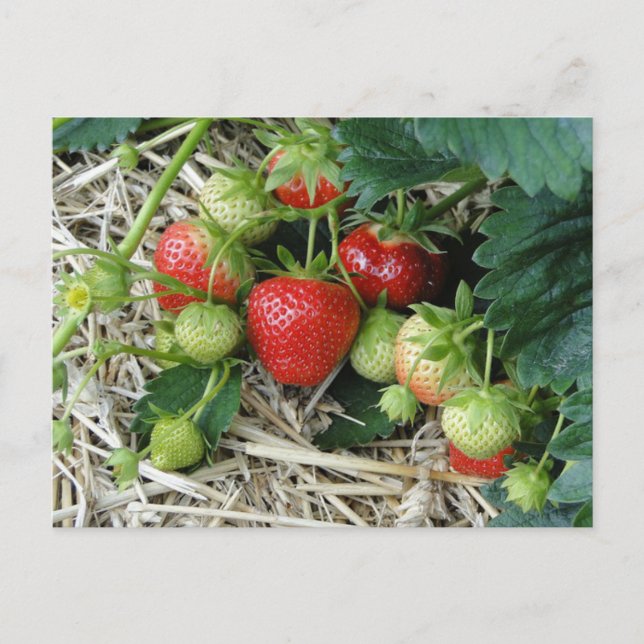 Postal de planta de fresa en el jardín (Anverso)