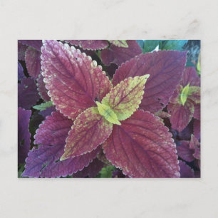 Postal de planta de hojas rojas