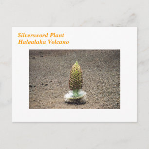 postal de planta de silversword