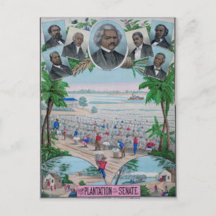 Postal De Plantación Al Senado