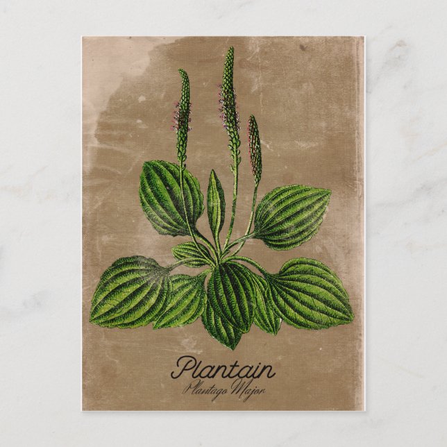 Postal de Plantain con estilo vintage (Anverso)