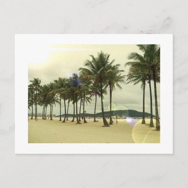 Postal de Playa Palm Trees (Anverso)