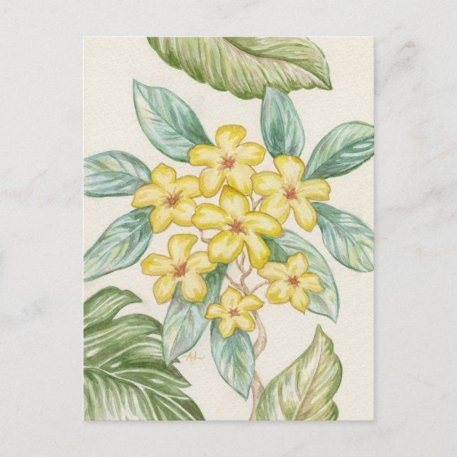 Postal de Plumeria Amarilla (Anverso)