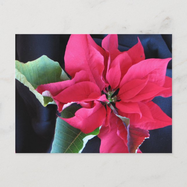 Postal de Poinsettia Roja (Anverso)