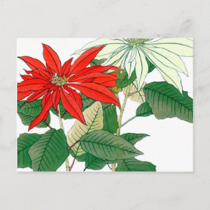 Postal de poinsettia roja y blanca