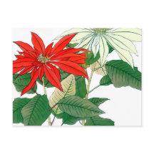 Postal de poinsettia roja y blanca