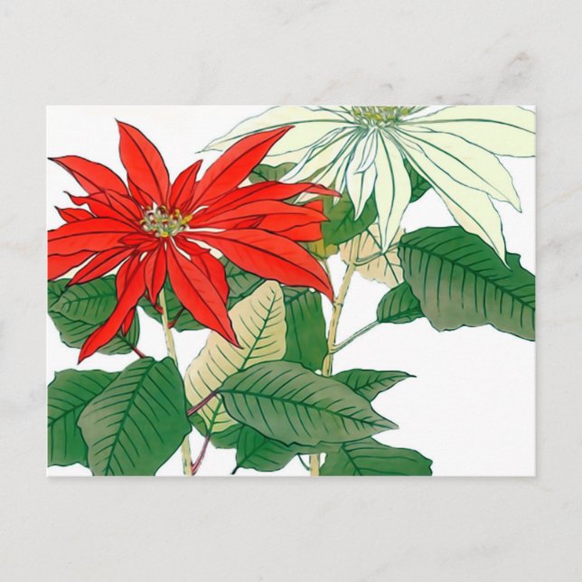 Postal de poinsettia roja y blanca (Anverso)