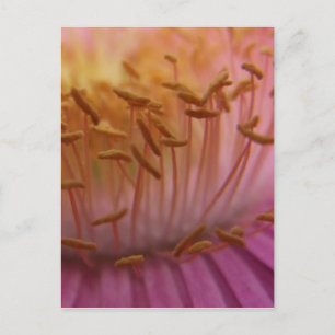 Postal de polen rosa