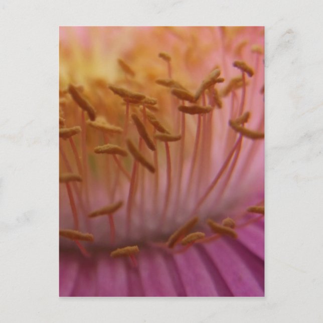 Postal de polen rosa (Anverso)