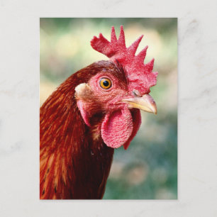 Postal de pollo