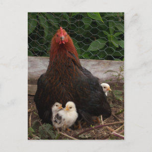 Postal de pollo