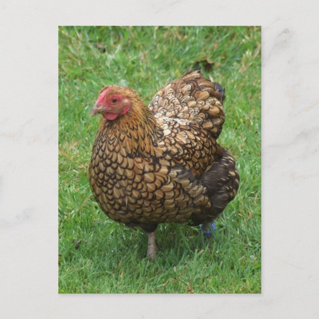 Postal de pollo afilada (Anverso)