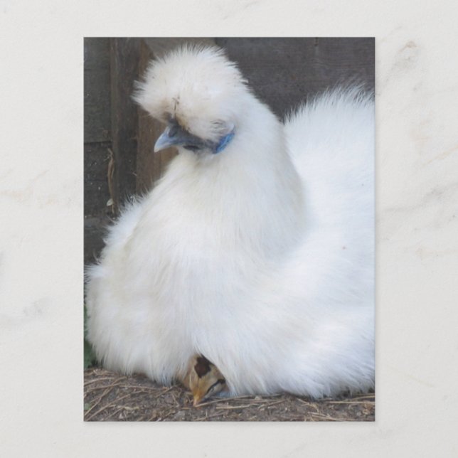 Postal de pollo blanco y pollo blanquecino (Anverso)
