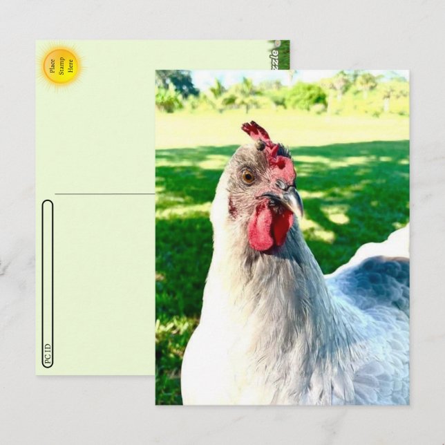 Postal de pollo de postras - Serie de vida de la g (Anverso / Reverso)