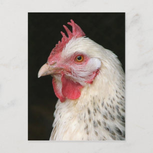 Postal de pollo subsexo ligero