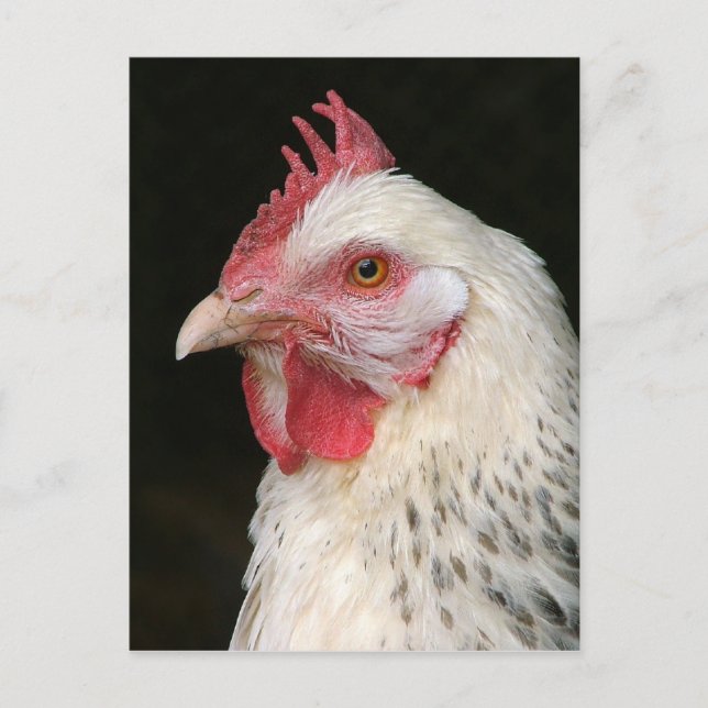 Postal de pollo subsexo ligero (Anverso)