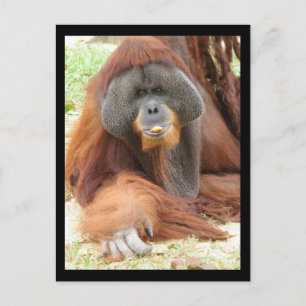 Postal de Pongo Orangutan Ape