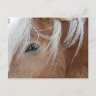 postal de Pony