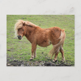 postal de Pony