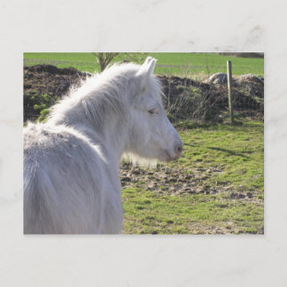Postal de Pony Blanco