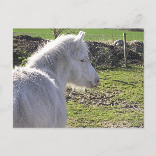 Postal de Pony Blanco (Anverso)