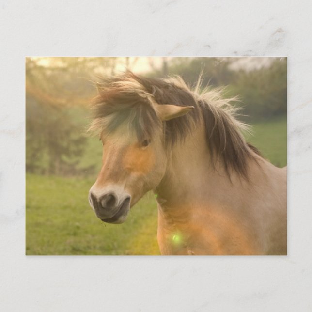 Postal de Pony Buckskin (Anverso)