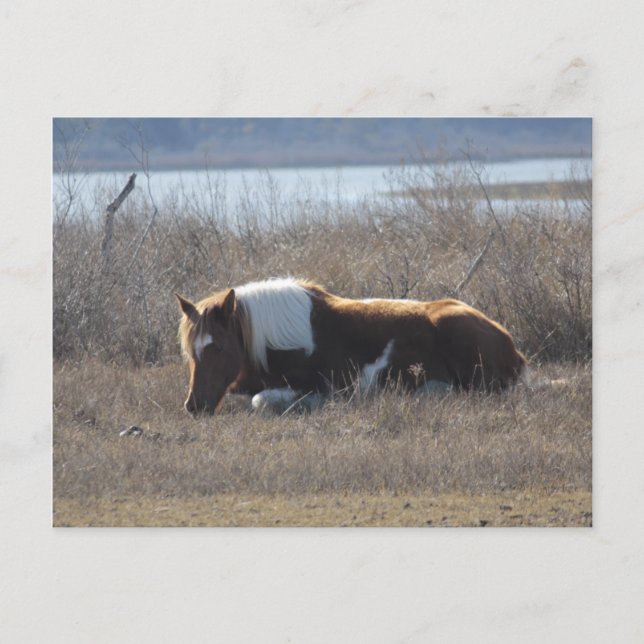 Postal de pony tranquilo. (Anverso)