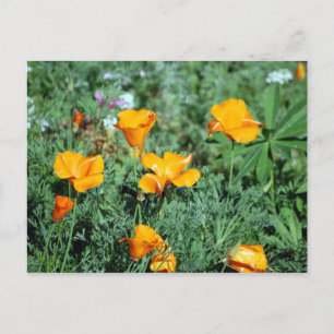 Postal de Poppies