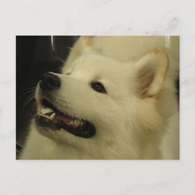 Postal de porcino de Samoyed (Anverso)