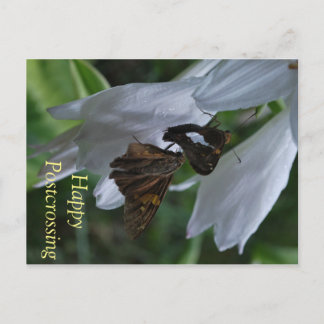 Postal de pospaso de Moth
