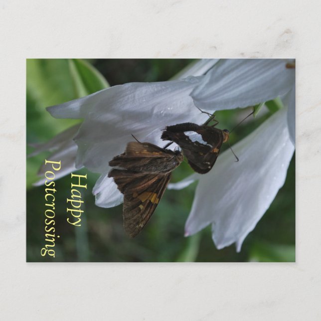 Postal de pospaso de Moth (Anverso)