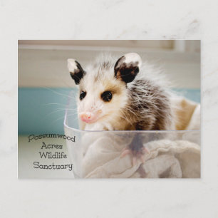 Postal de Possum