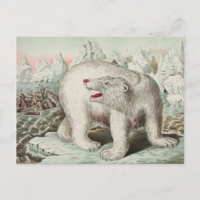 Postal de Poster de oso polar (Anverso)