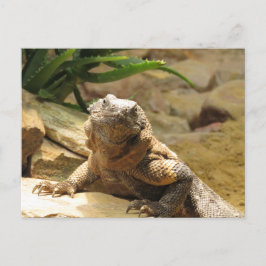 Postal de posttravesía de Lizard