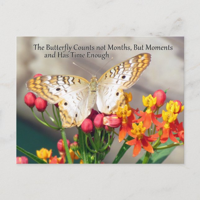 Postal de presupuesto de mariposa de pavo blanco (Anverso)