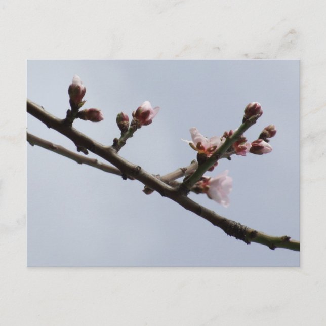 Postal de primavera (Anverso)