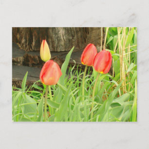 Postal de primavera 2