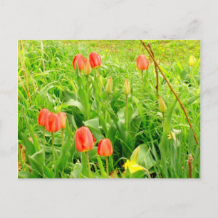 Postal de primavera 3