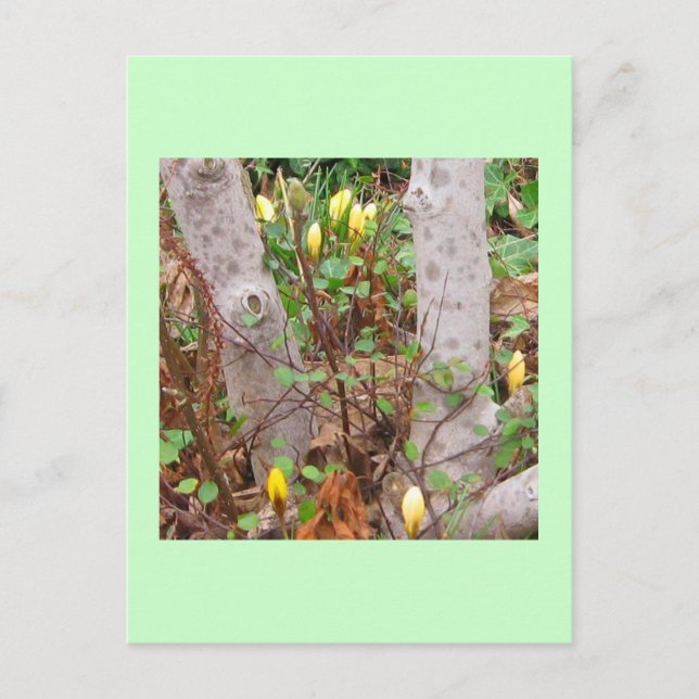 Postal de primavera temprana (Anverso)
