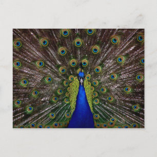 Postal de Proud Peacock
