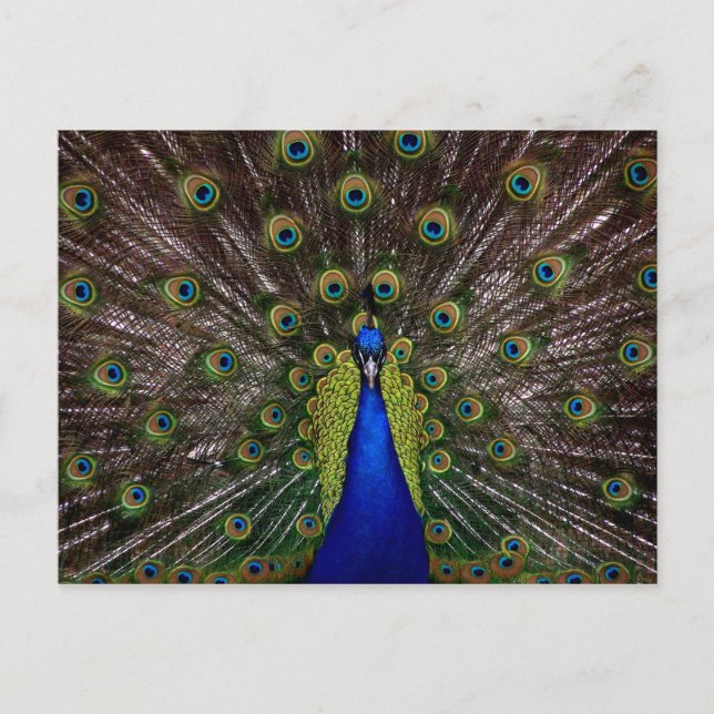 Postal de Proud Peacock (Anverso)