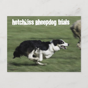 Postal de prueba de perro pastor Hotchkiss
