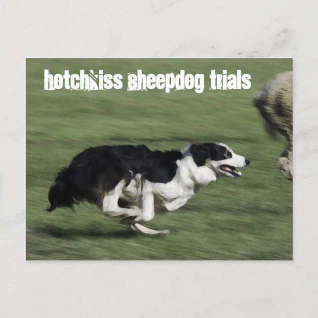 Postal de prueba de perro pastor Hotchkiss (Anverso)