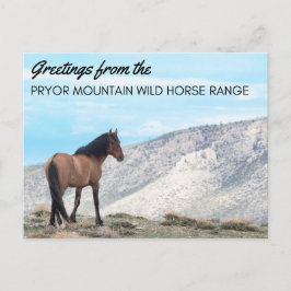 Postal de Pryor Mountain Wild Mustang: Horizonte